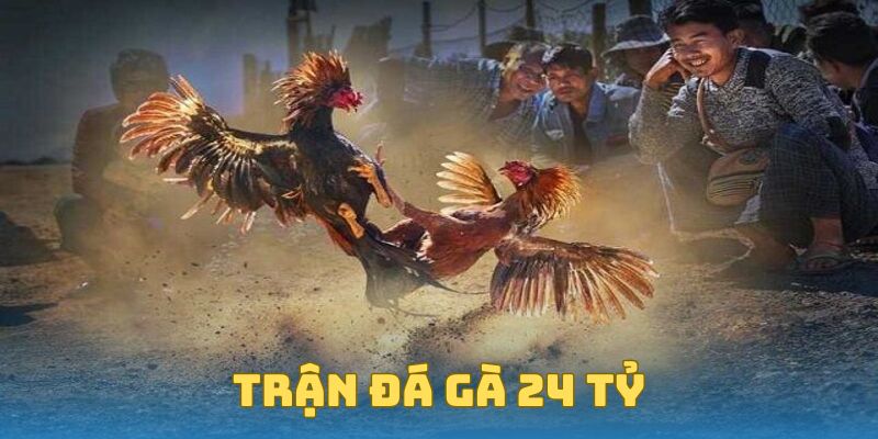 Trận Đá Gà 24 Tỷ - Bí Ẩn, Sự Thật Và Những Điều Cần Biết